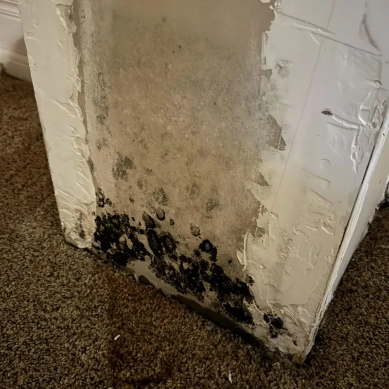 Professional Mold Removal in New Concord, OH